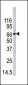 PAD4 Antibody (C-term)